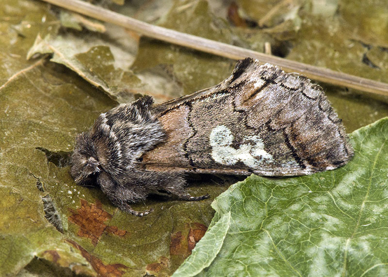 Noctuidae di ottobre